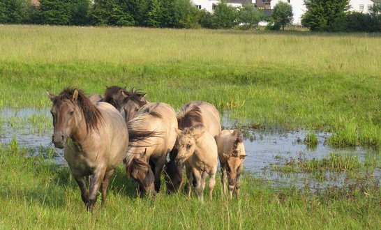Wildpferde hautnah erleben im Naturschutzgebiet Hellinghäuser Mersch