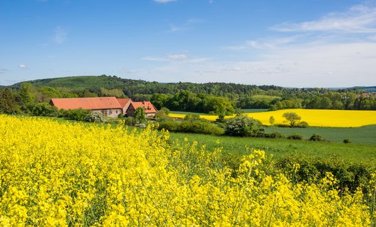 Blick über gelbe Rapsfelder