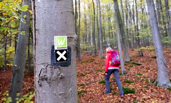 Baumstamm mit einem Hinweisschild auf die Sauerland Waldroute